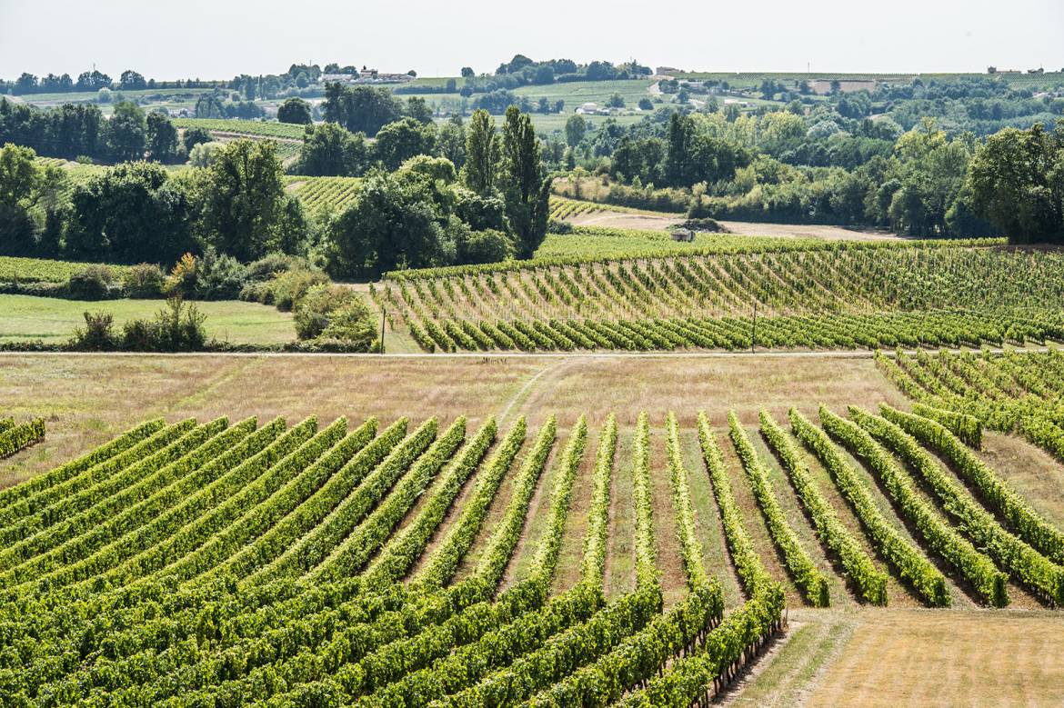 mombrier_vignoble_FBZ5520.jpg