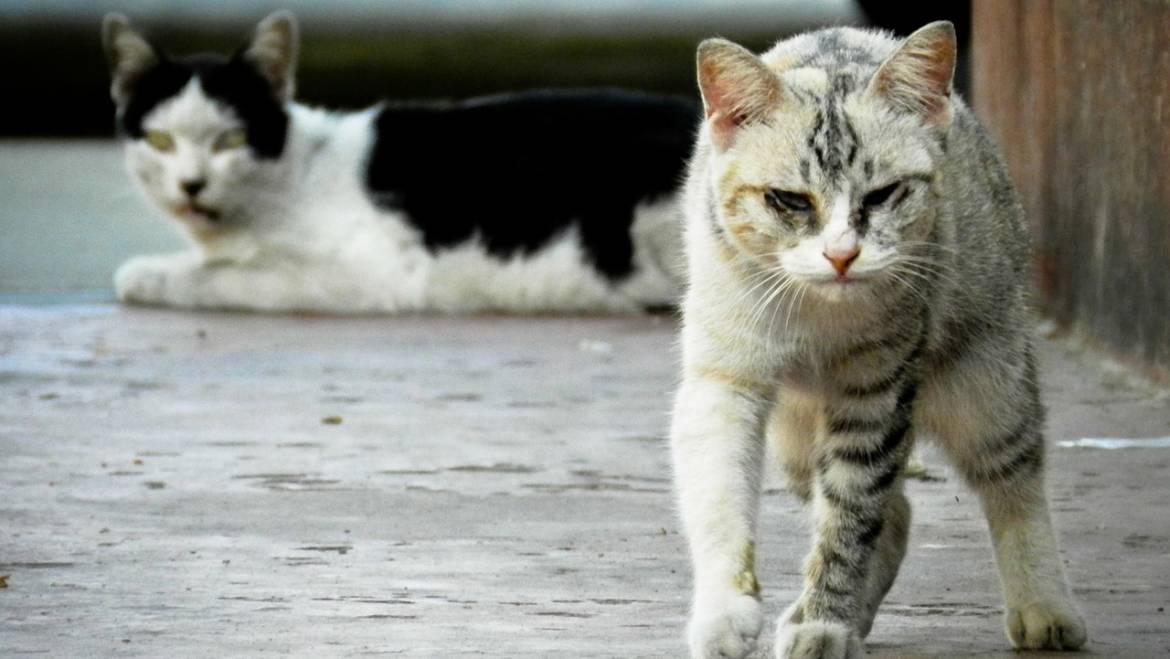 Campagne de capture de chats errants à l’état sauvage