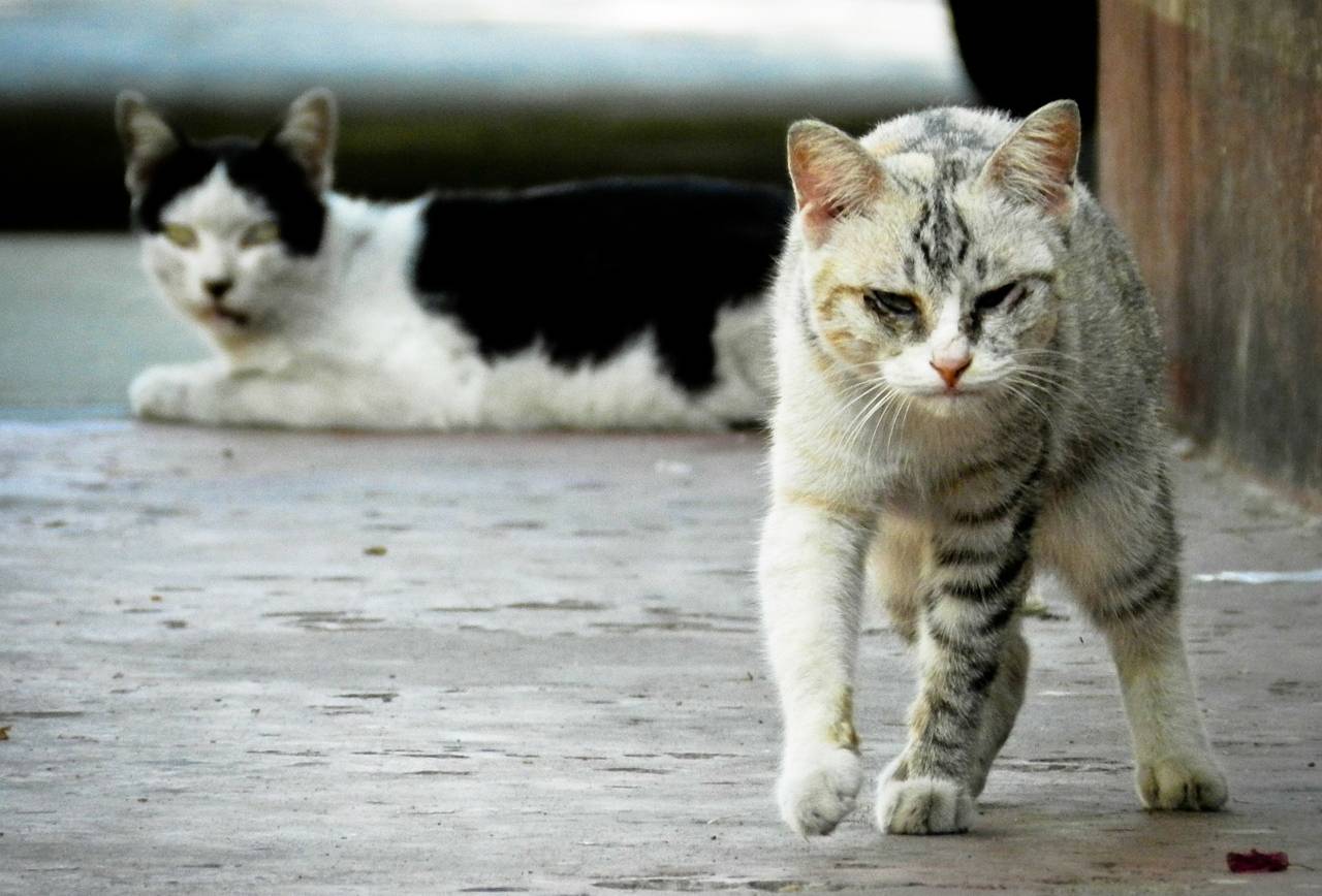 Campagne de capture de chats errants à l’état sauvage