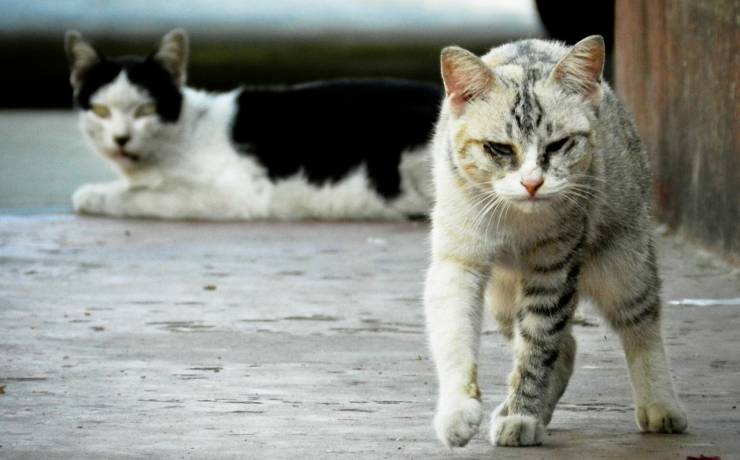 Campagne de capture de chats errants à l’état sauvage