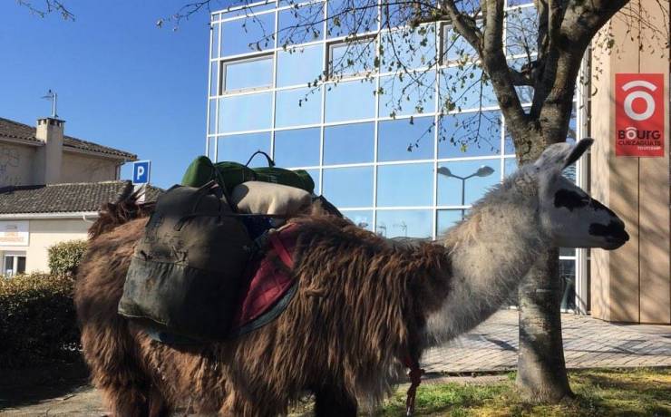 [INSOLITE] Aperçu à Saint-André-de-Cubzac ce matin  Après l'âne l'an d…