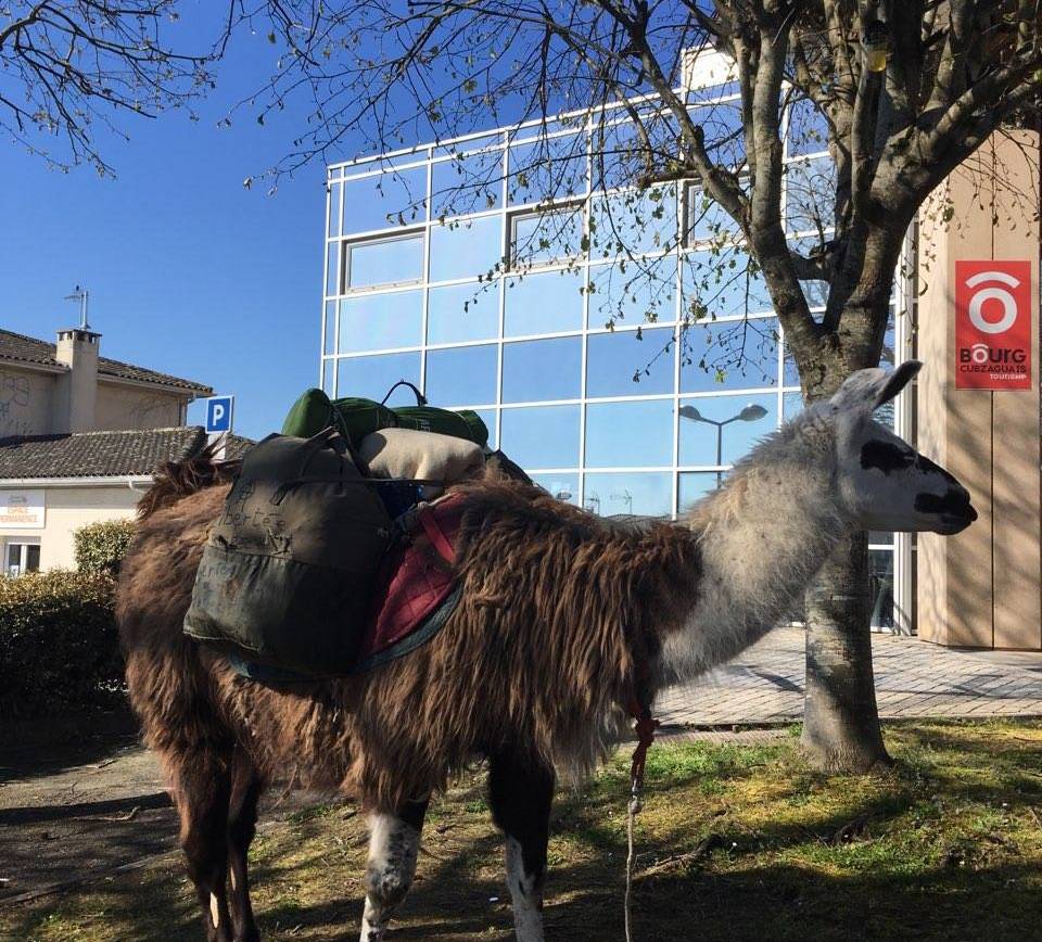 [INSOLITE] Aperçu à Saint-André-de-Cubzac ce matin  Après l'âne l'an d…