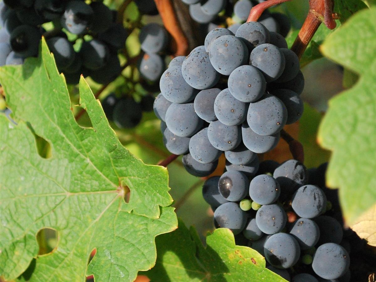 Raisin-vigne-800x600.jpg