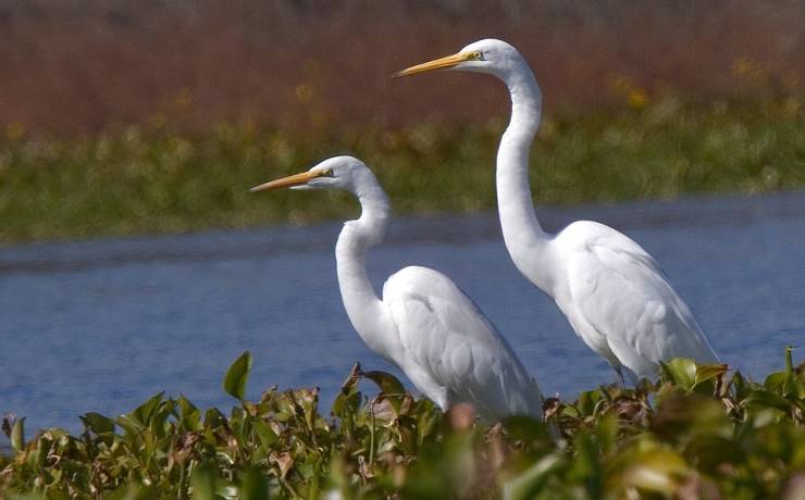 Que diriez-vous de vous balader dans le site ornithologique de Terres d’oiseaux,…