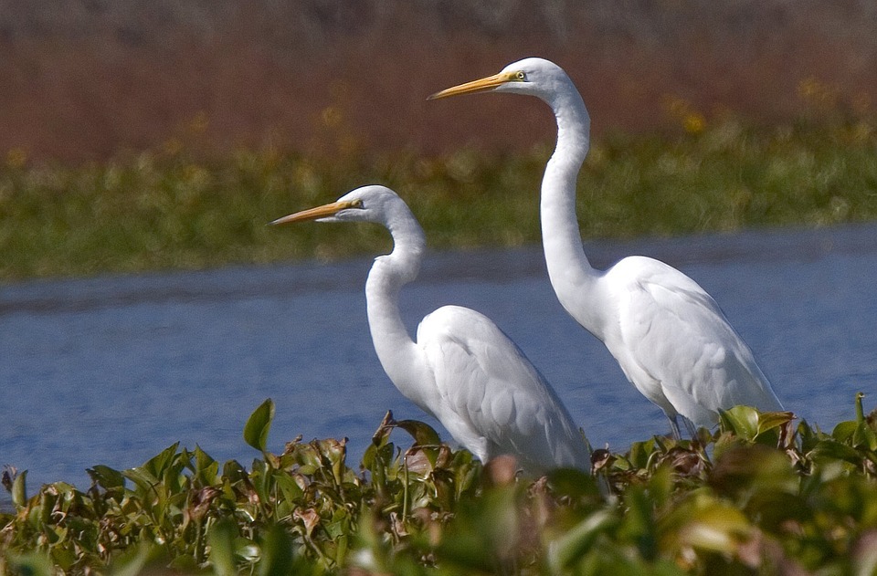 Que diriez-vous de vous balader dans le site ornithologique de Terres d’oiseaux,…