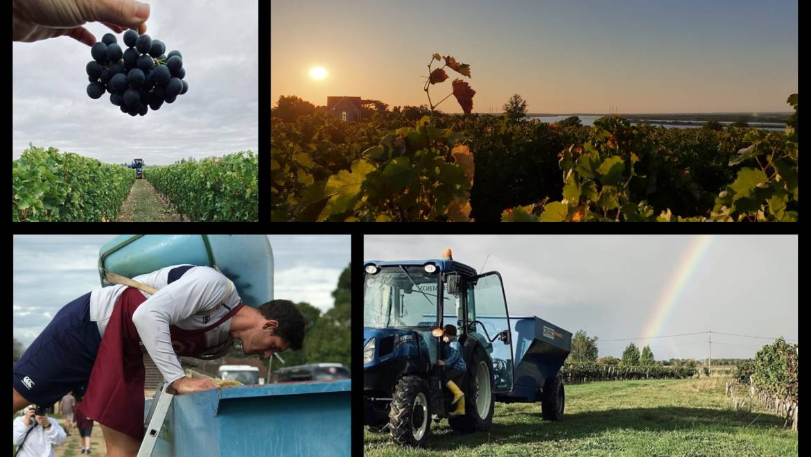 Retour en images des vendanges 2019 en Blaye Bourg Terres d’Estuaire…[Vendange…