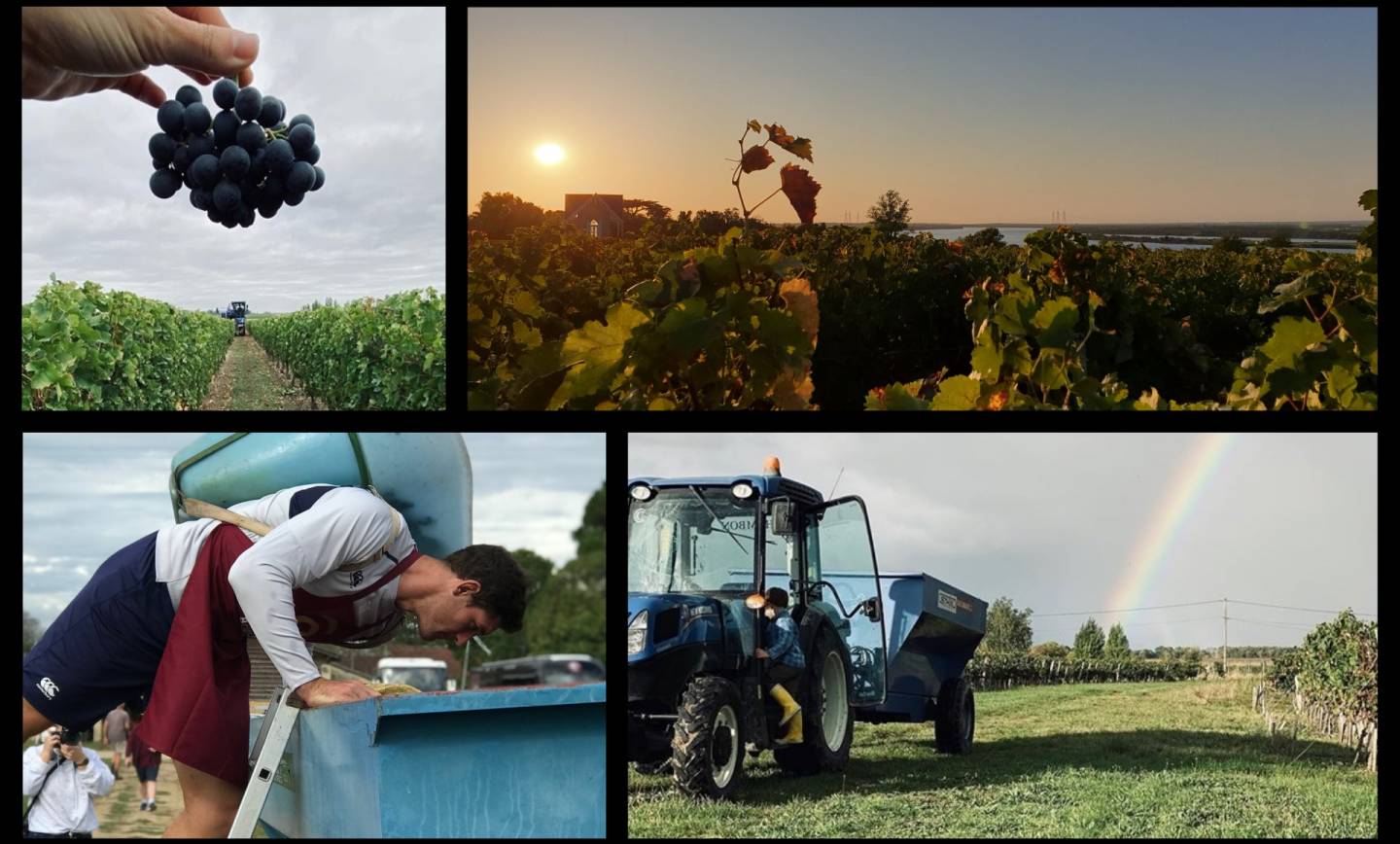 Retour en images des vendanges 2019 en Blaye Bourg Terres d’Estuaire…[Vendange…