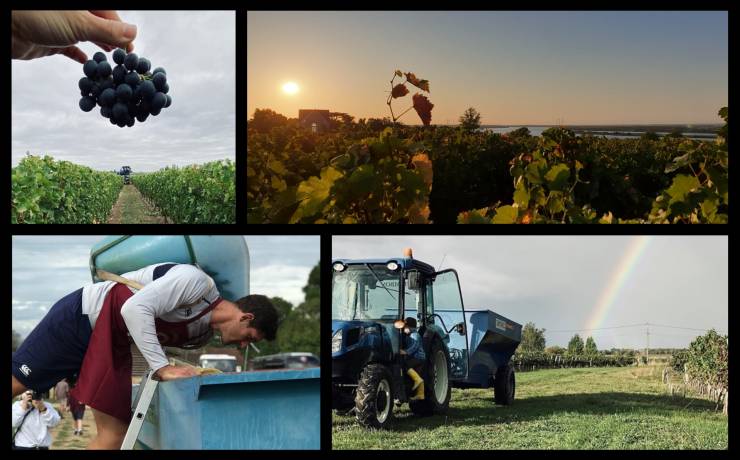 Retour en images des vendanges 2019 en Blaye Bourg Terres d’Estuaire…[Vendange…