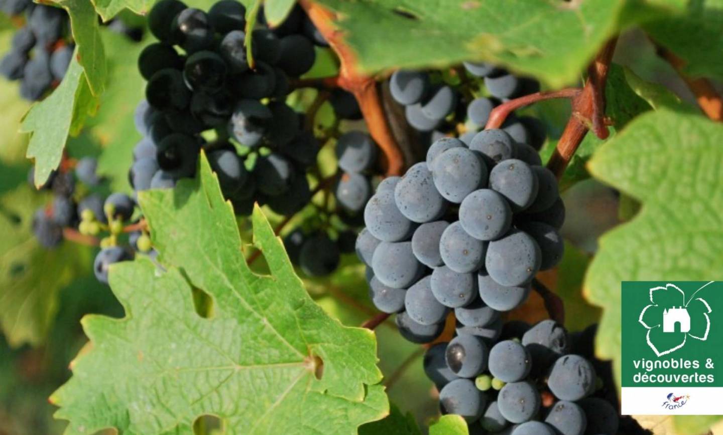 Confinement : 10 bonnes raisons de vous faire livrer nos vins. – Bourg Cubzaguais Tourisme
