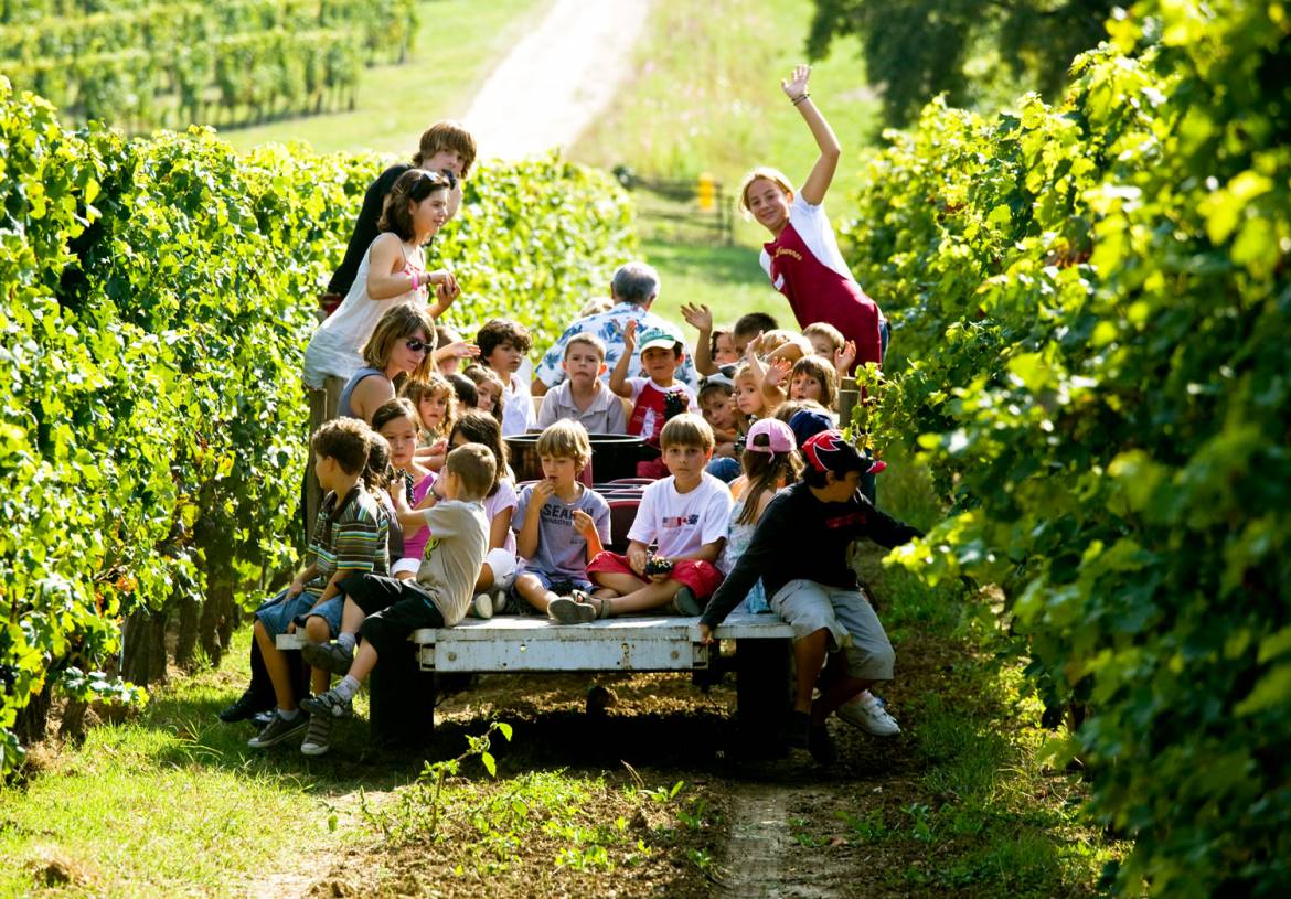 Enfants-dans-le-vignoble-Philippe-Roy-CIVB.jpg