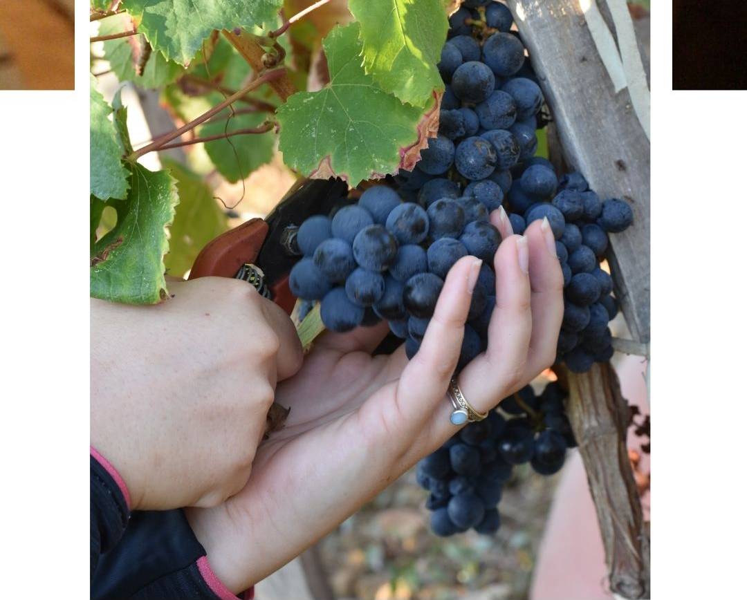 [C’est les vendanges ]
 Vous les voyez sûrement en ce moment dans les vignes ou …