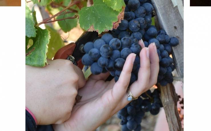 [C’est les vendanges ]
 Vous les voyez sûrement en ce moment dans les vignes ou …