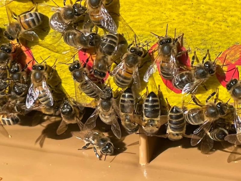 Atelier bougies à la cire d’abeilles – Blaye Bourg Terres d’Estuaire