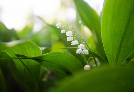 [Fête du muguet ]

Voici le jour idéal pour acheter du #muguet mais aussi toutes…