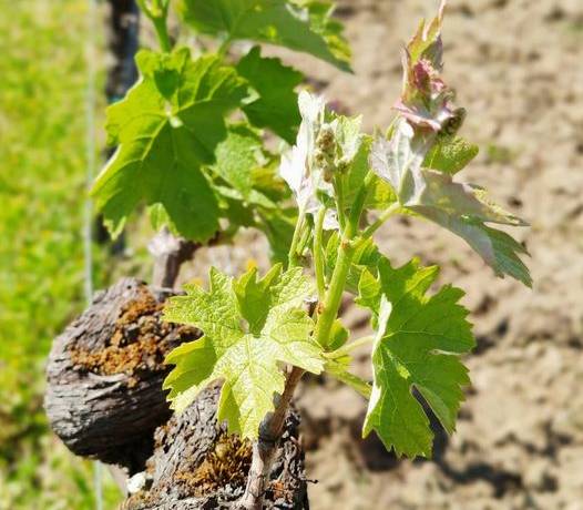 [Jeunes plantes]
 Au Château Jacquet, le vignoble pousse tranquillement… 
 B…