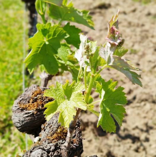 [Jeunes plantes]
 Au Château Jacquet, le vignoble pousse tranquillement… 
 B…