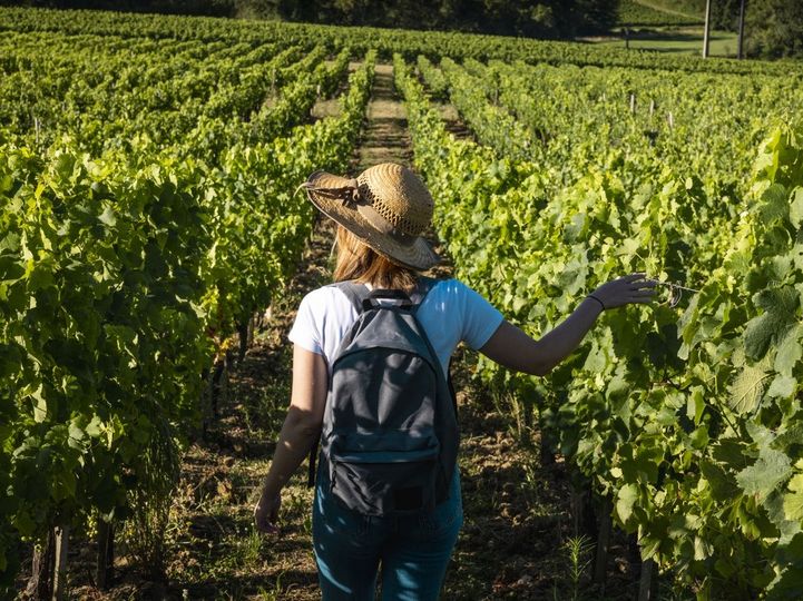 Une petite balade dans le vignoble , ça vous tente ?
 On vous suggère 2 châtea…