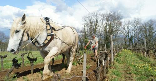 Fascinant week-end : Vignobles et découvertes au Château de Piote – Blaye Bourg Terres d’Estuaire