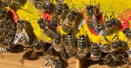 Soirée arpentage et miel sur le thème des abeilles – Blaye Bourg Terres d’Estuaire
