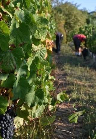 [Retour sur les vendanges]
 Que ce soit en @cotesdebourg ou en Bordeaux et Borde…