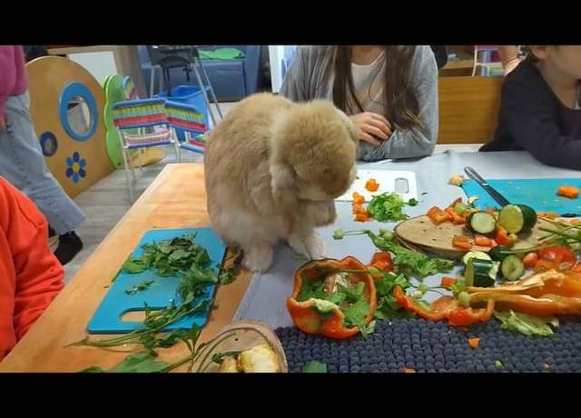 « Prince » le lapin coquet de L’Empreinte