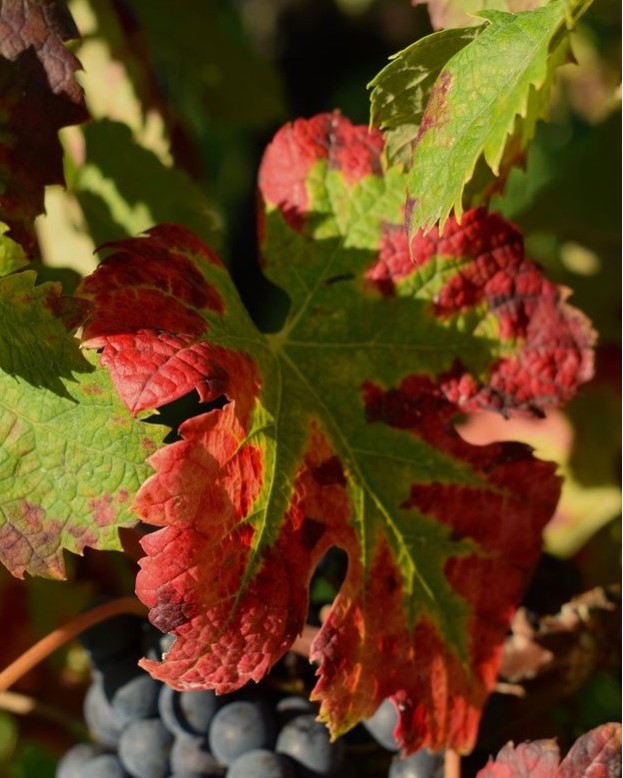 [Couleurs d’automne]
À l’heure actuelle, les raisins ont été cueillis et les vig…