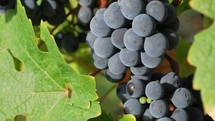 [Le Clos des Bonnets tient son marché de Noël]
 Le Clos des Bonnets est l’une de…