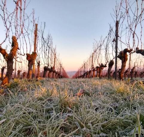 La vigne en hiver 
Les paysages viticoles en hiver offrent un spectacle unique….