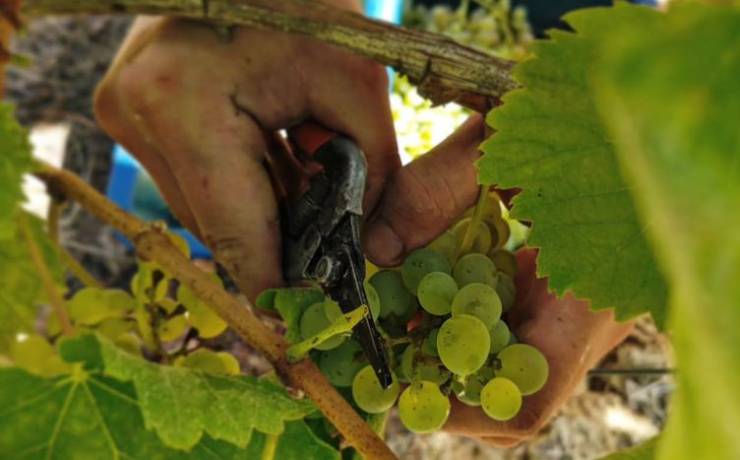 Les vendanges en images 

Retour en images sur les vendanges de jour comme de nu…