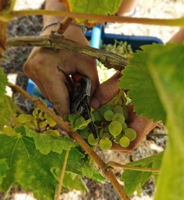 Les vendanges en images 

Retour en images sur les vendanges de jour comme de nu…