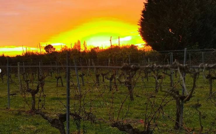 La photo du dimanche soir nous vient tout droit des vignes du Château du Puy-Fa…