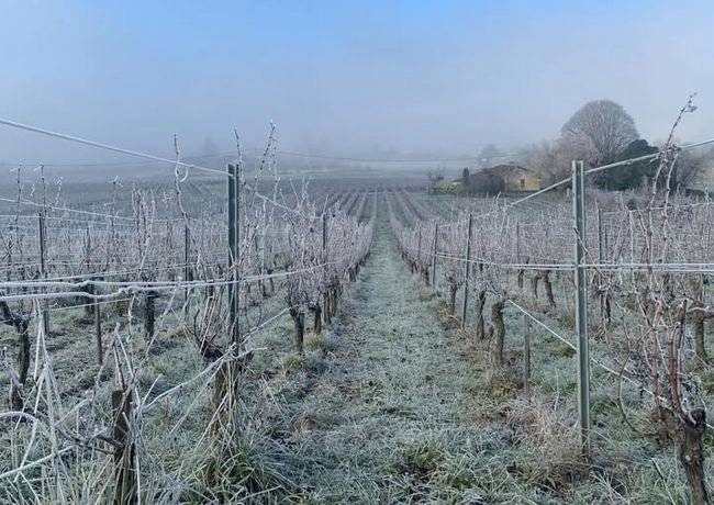 La photo du dimanche soir : les vignes sous le givre de ces derniers jours au @C…
