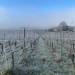 La photo du dimanche soir : les vignes sous le givre de ces derniers jours au @C…