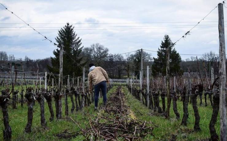 En ce mois de janvier 2026, les Côtes de Bourg vivent au rythme de la taille, un…