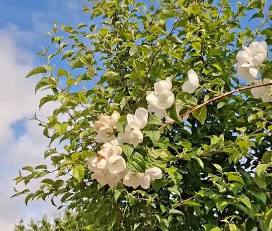 Le printemps est là, prenez le large !
Ruelles ensoleillées, escaliers parfumés,…