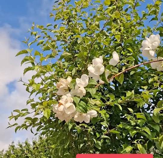 Le printemps est là, prenez le large !
Ruelles ensoleillées, escaliers parfumés,…