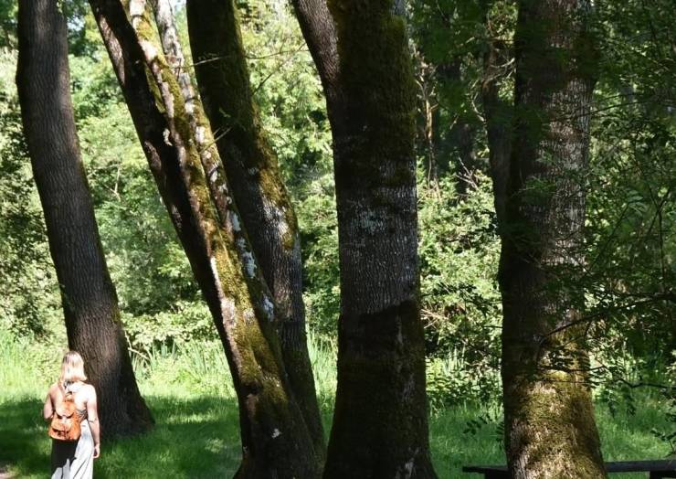 Nous, on aime… 

 Se perdre au cœur du Site du Moron à Prignac-et-Marcamps. C&rsquo;…