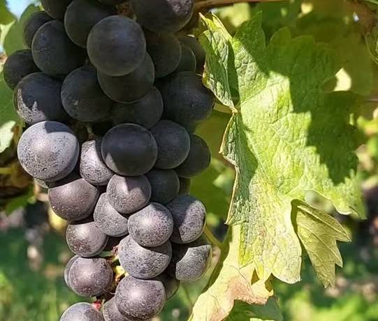 C&rsquo;est la période des vendange Bientôt, toutes les jolies grappes du territoire s…