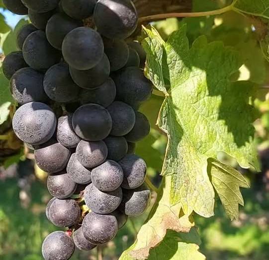 C&rsquo;est la période des vendange Bientôt, toutes les jolies grappes du territoire s…