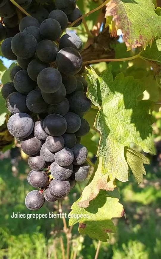 C’est la période des vendange Bientôt, toutes les jolies grappes du territoire s…